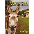 Gunnison KOA donkey Jenny 2