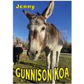 Gunnison KOA donkey Jenny