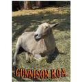 Gunnison KOA Lamb 