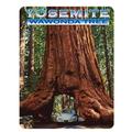 Wawonda Tree Yosemite