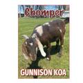 KOA Campgrounds Chomper Goat