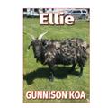 KOA Campgrounds Ellie Goat
